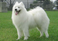 萨摩犬吃什么,营养均衡，健康成长之道