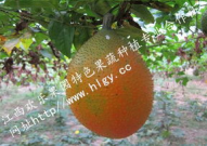 天堂吃瓜网,网络热词“吃瓜”背后的故事与魅力